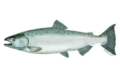 Chinook Salmon