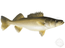 Walleye